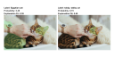 lime v0.4: The Kitten Picture Edition